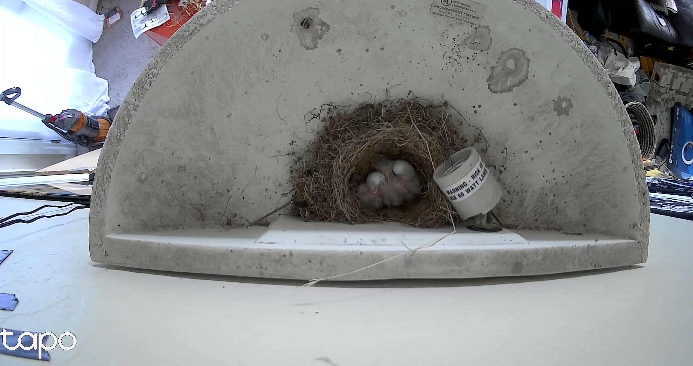 Late morning — eggs giving way to chicks