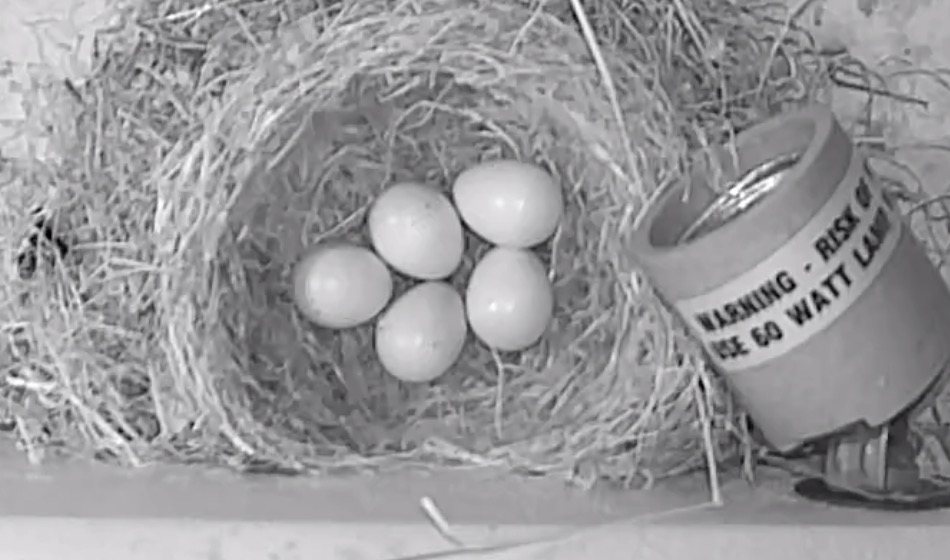 The full clutch at 01:18 PT — five eggs, intact for the last time