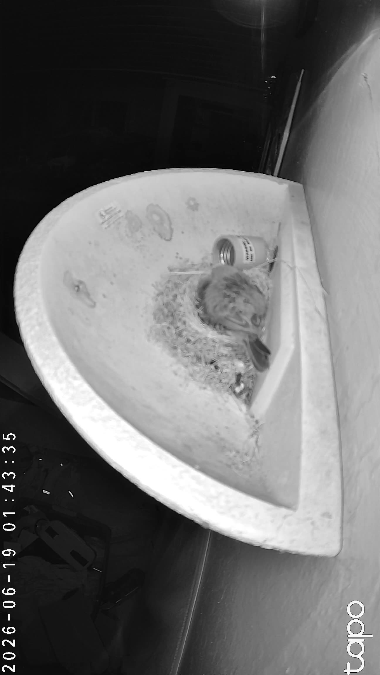 01:43 PT — chick visible