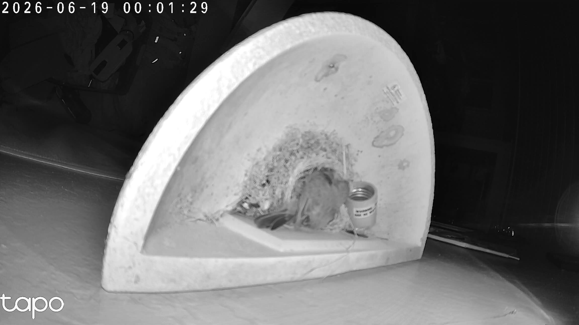 00:01 PT — overhead: chicks in the cup