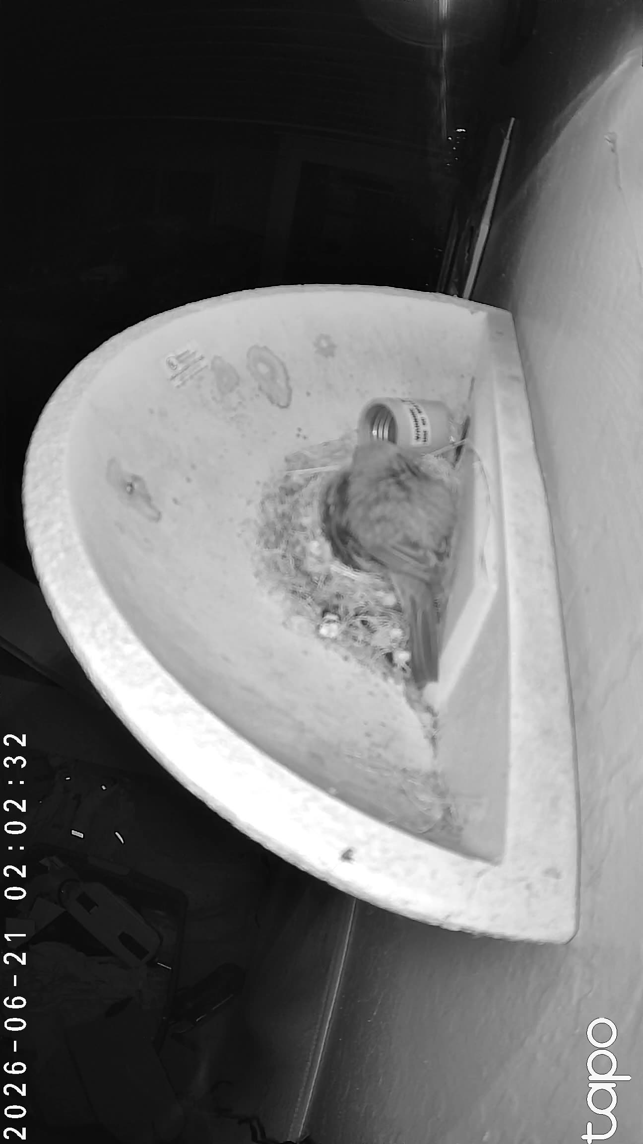 02:02 PT — chick visible