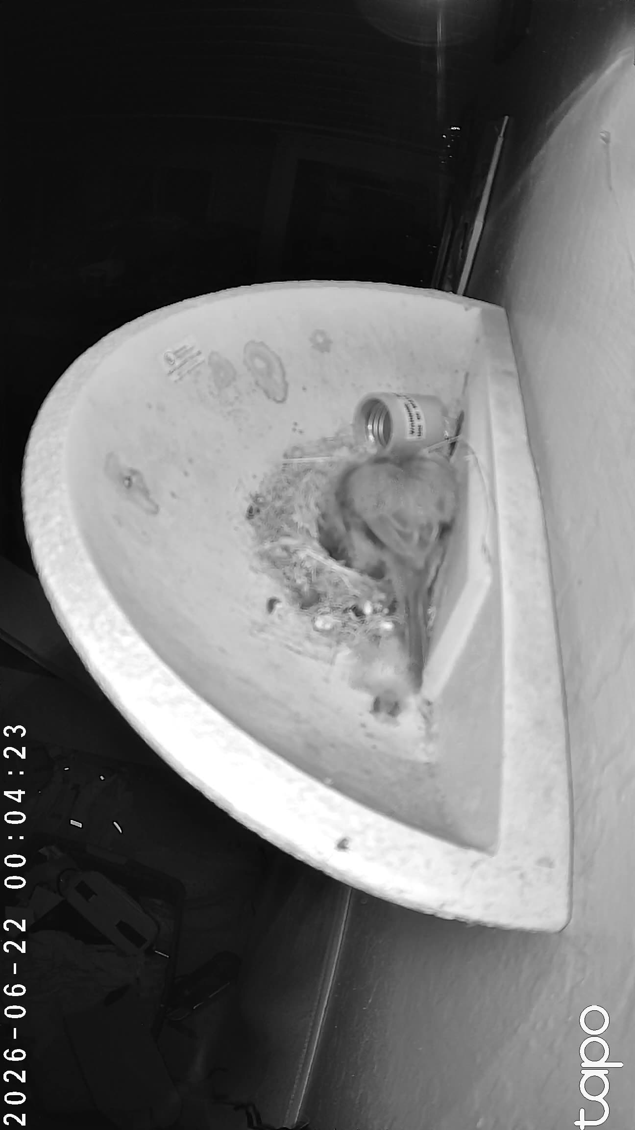 00:04 PT — chick visible