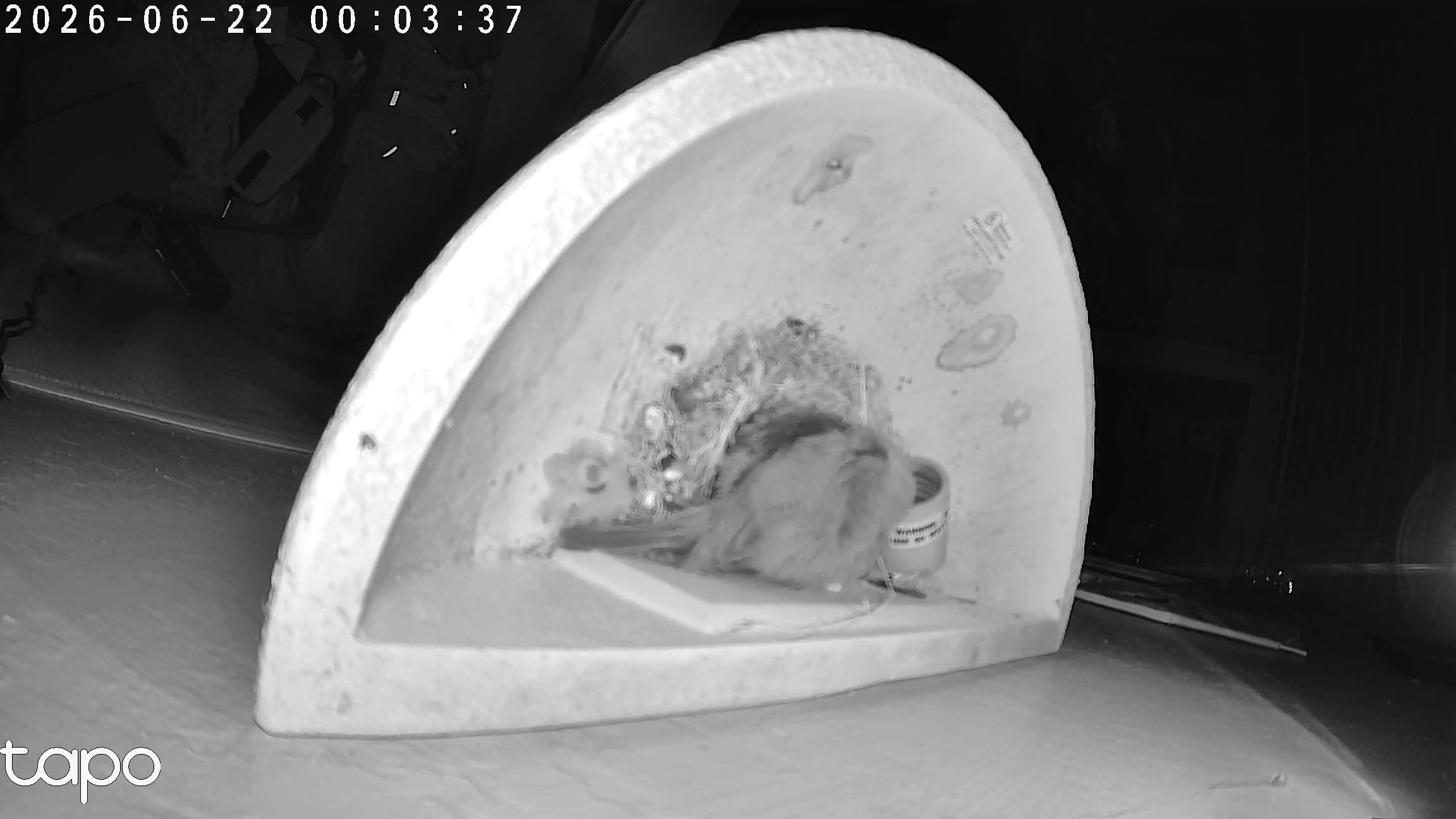 00:03 PT — overhead: chicks in the cup