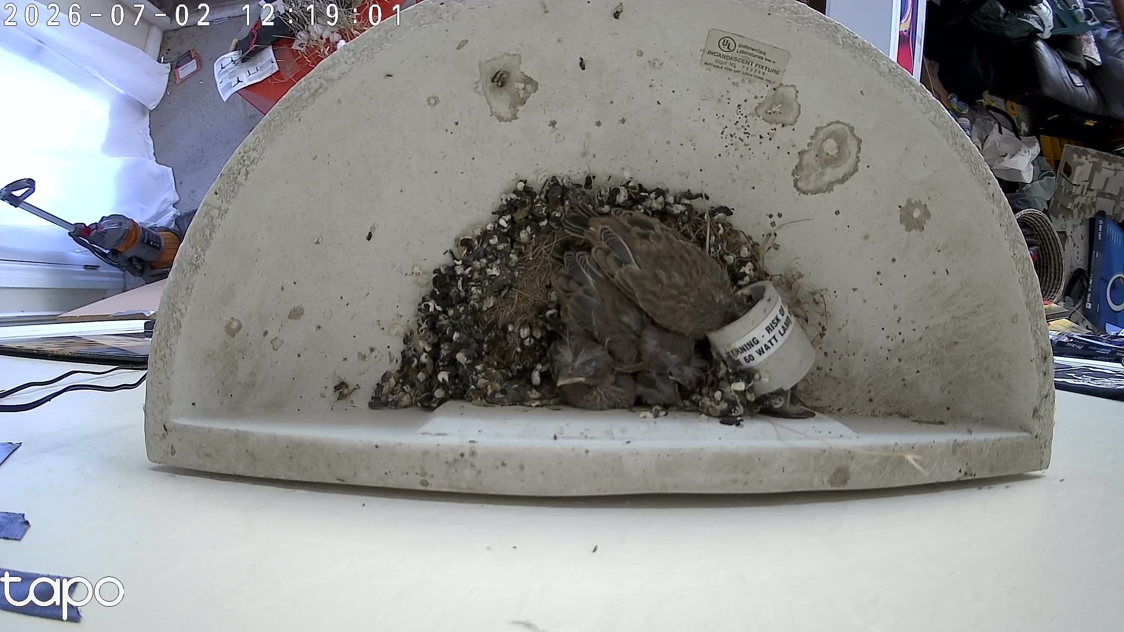 17:19 PT — overhead: chicks in the cup
