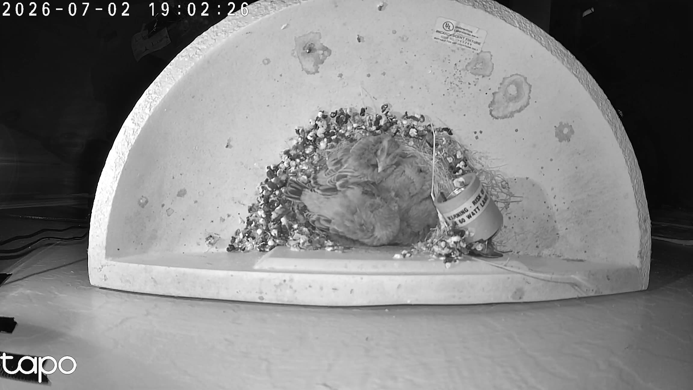 00:02 PT — overhead: chicks in the cup