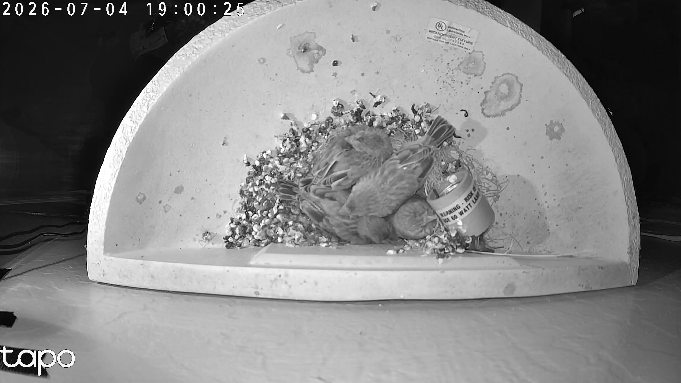 00:00 PT — overhead: chicks in the cup