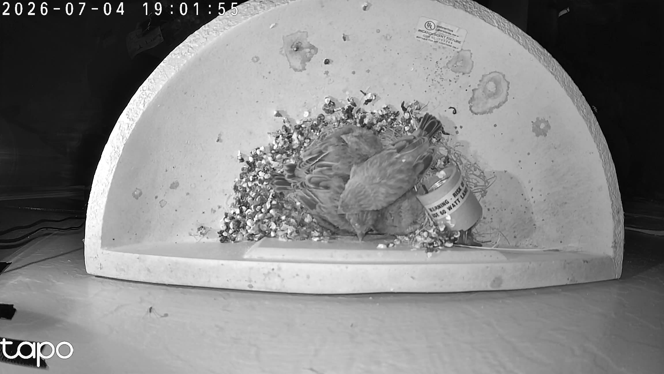00:01 PT — overhead: chicks in the cup